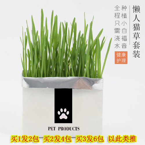 貓草種子有機水培貓草貼牌定制代加工