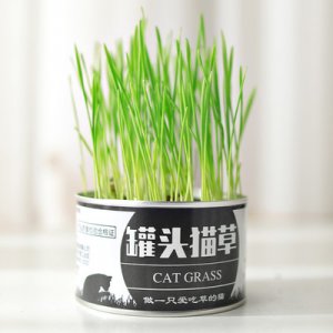 麥苗罐頭OEM/ODM定制代加工