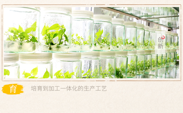 羅漢果粒粒茶10條_06.jpg